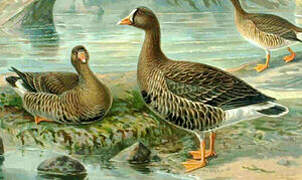 Lesser White-fronted Goose