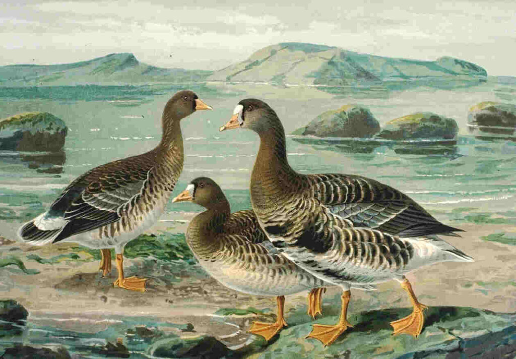 Greater White-fronted Goose