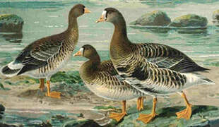 Greater White-fronted Goose