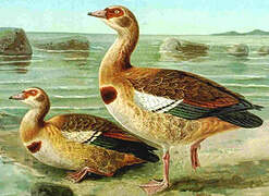 Egyptian Goose