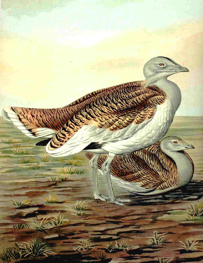 Great Bustard