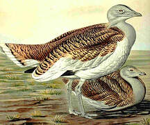 Great Bustard