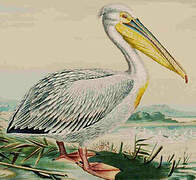 Great White Pelican