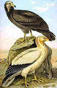 Egyptian Vulture