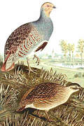 Grey Partridge