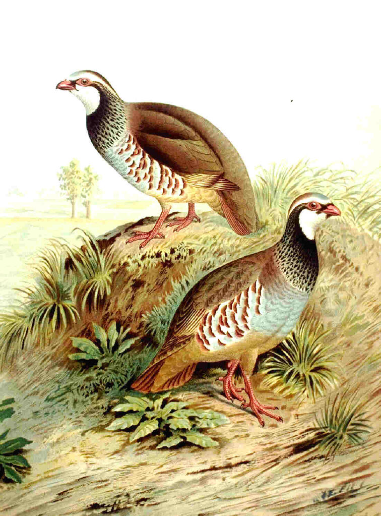 Red-legged Partridge