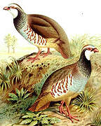 Red-legged Partridge