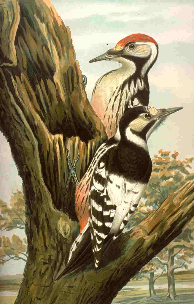 White-backed Woodpecker