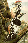 White-backed Woodpecker