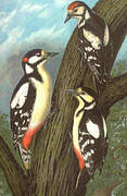 Great Spotted Woodpecker