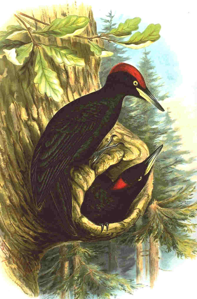 Black Woodpecker