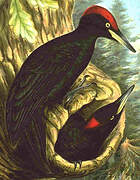 Black Woodpecker