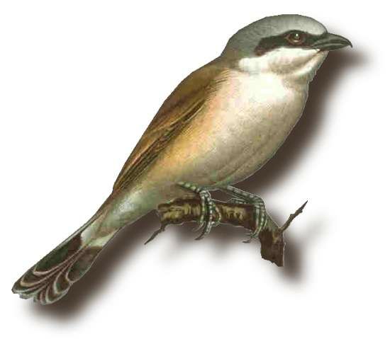 Red-backed Shrike