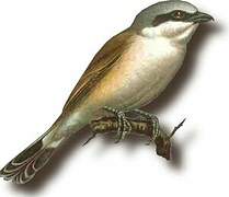 Red-backed Shrike