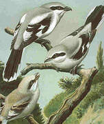 Great Grey Shrike