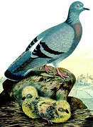 Rock Dove