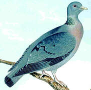 Stock Dove