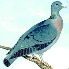 Pigeon colombin