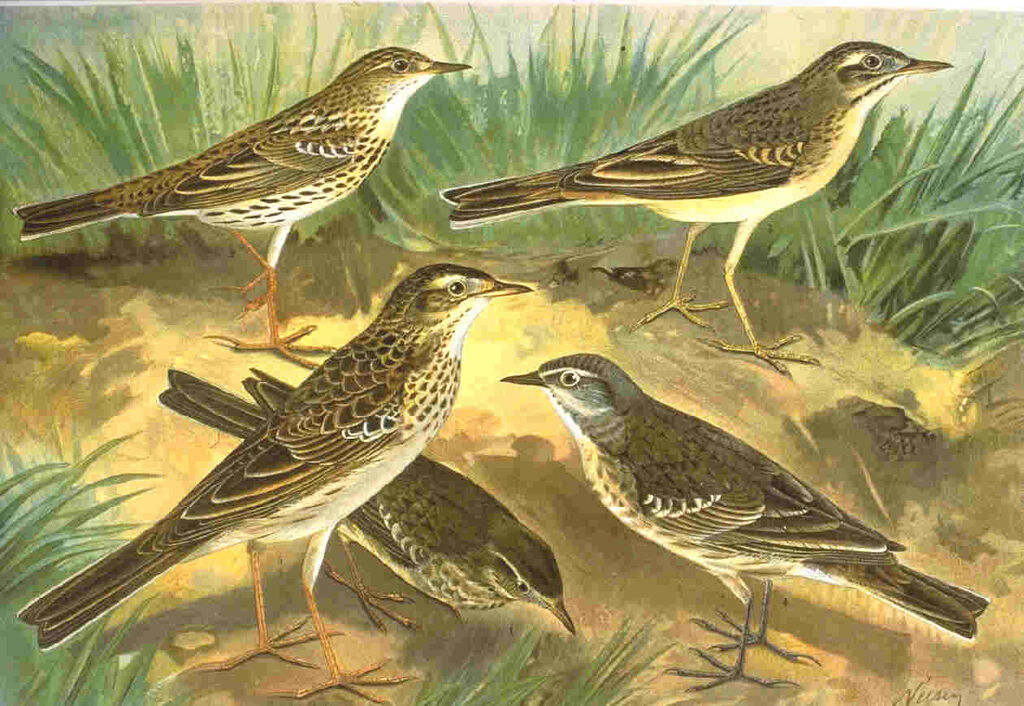 Pechora Pipit