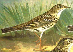 Pipit de la Petchora