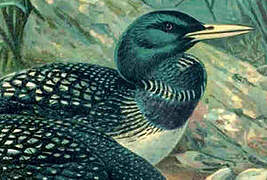 Yellow-billed Loon