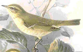 Greenish Warbler