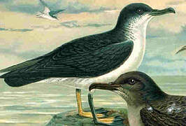 Manx Shearwater