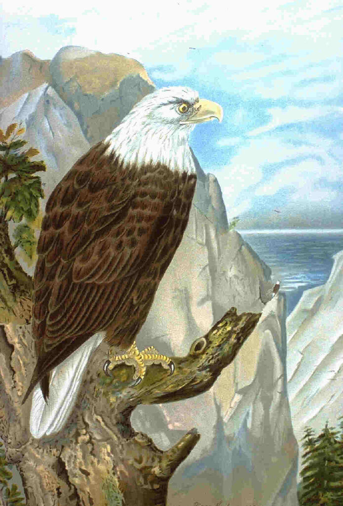 Bald Eagle