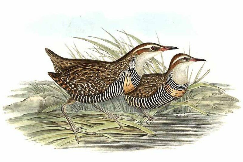 Buff-banded Rail