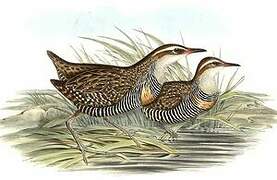 Buff-banded Rail