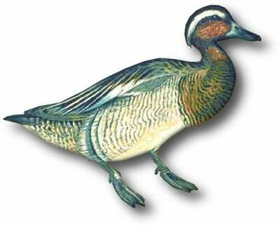 Garganey