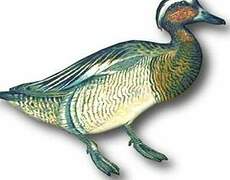 Garganey