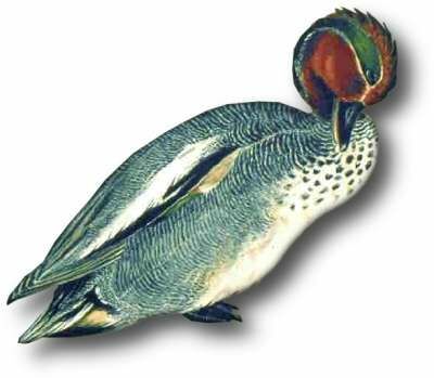 Eurasian Teal