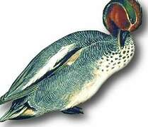 Eurasian Teal