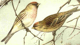 Common Redpoll