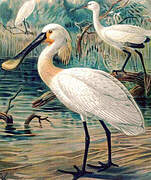 Eurasian Spoonbill