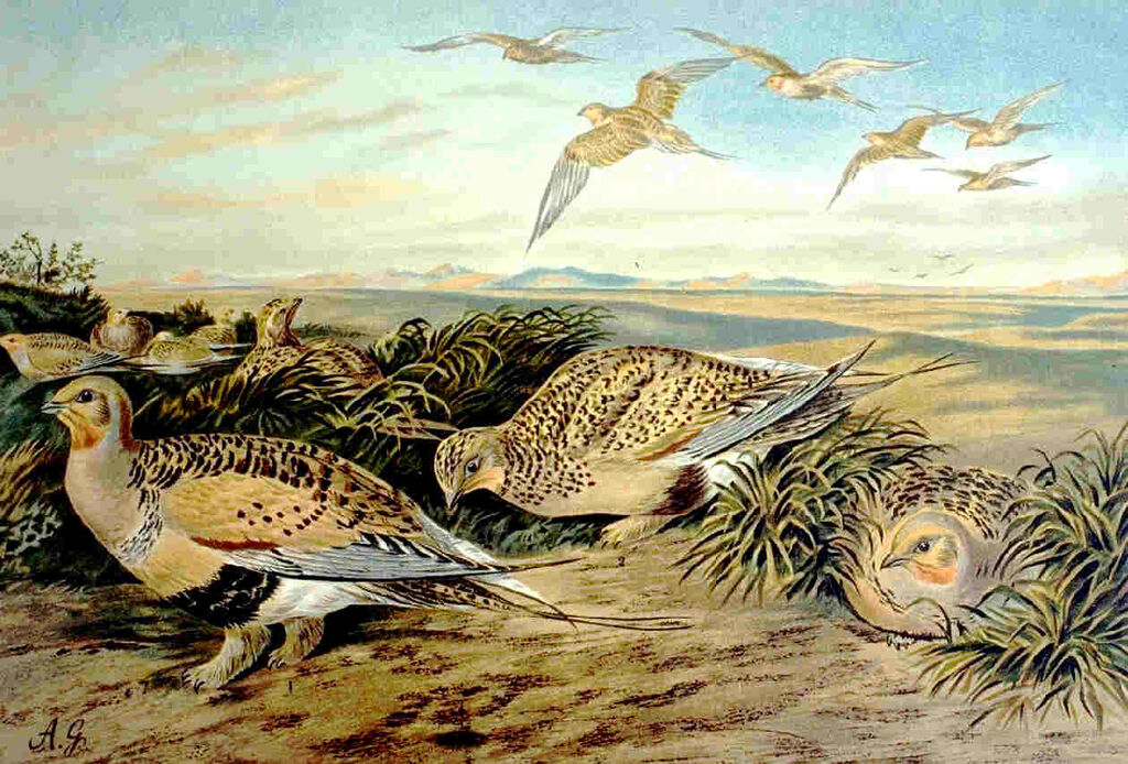 Pallas's Sandgrouse