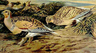 Pallas's Sandgrouse