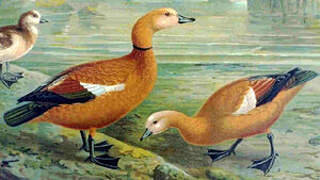 Ruddy Shelduck