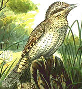 Eurasian Wryneck