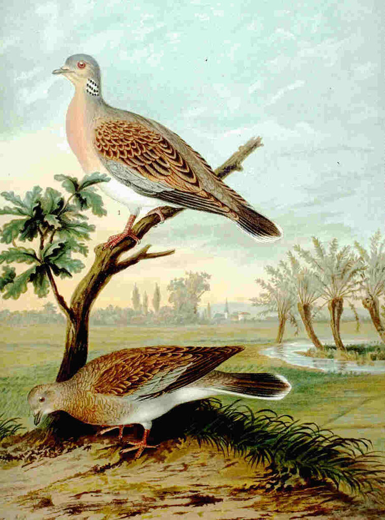 European Turtle Dove