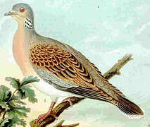 European Turtle Dove