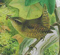 Eurasian Wren