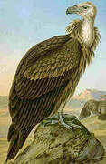 Griffon Vulture