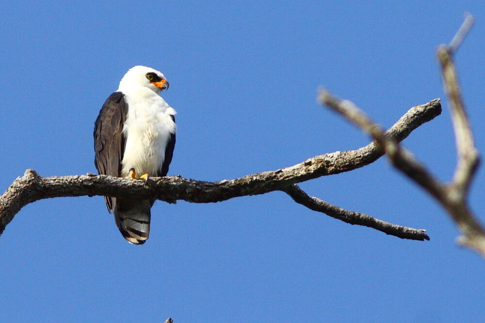 Aigle noir et blancadulte, identification