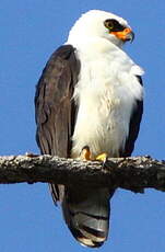 Aigle noir et blanc