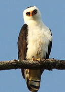 Aigle noir et blanc