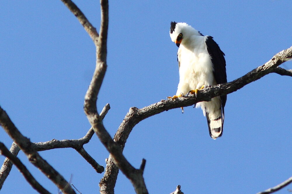 Black-and-white Hawk-Eagleadult, identification