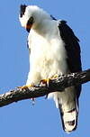 Aigle noir et blanc