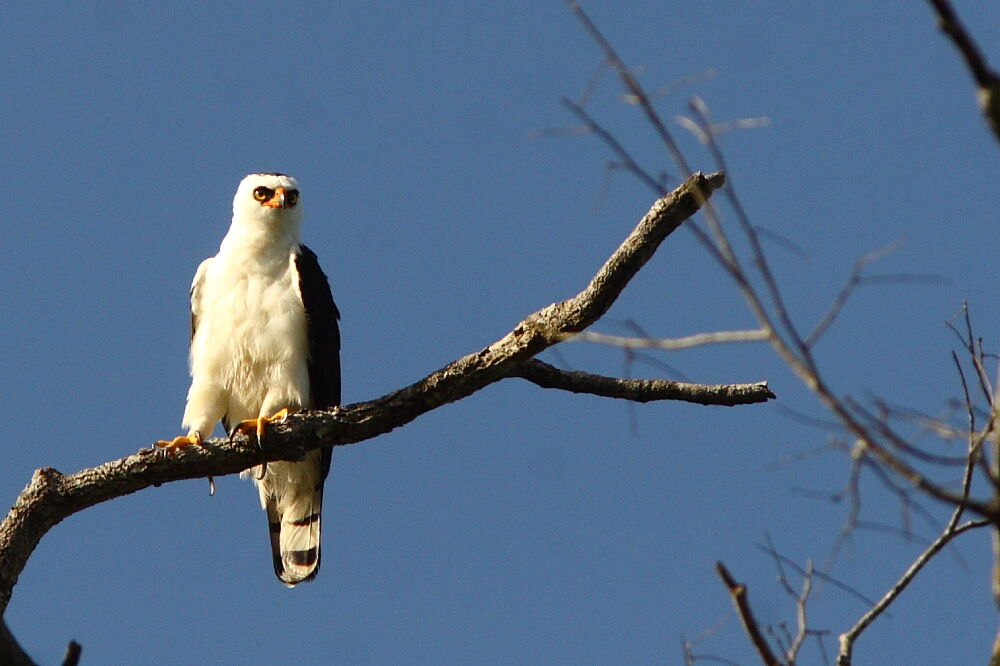 Black-and-white Hawk-Eagleadult, identification